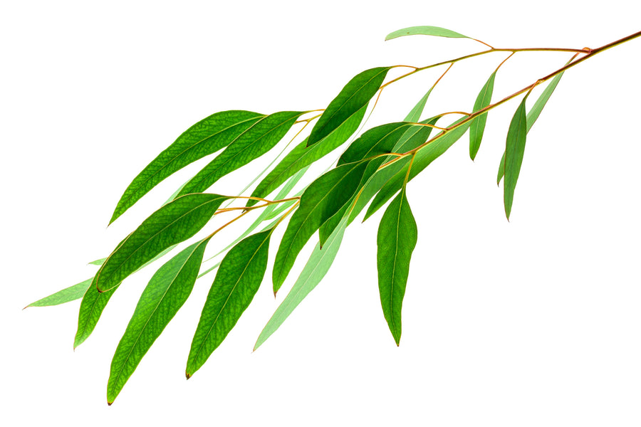 18 Wonderful Benefits Of Eucalyptus Oil
